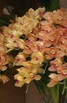 08022021_Victoria Park_Lunar New Year Flower Fair_Japan Orchid00005
