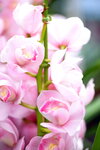 08022021_Victoria Park_Lunar New Year Flower Fair_Japan Orchid00007