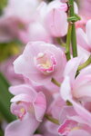 08022021_Victoria Park_Lunar New Year Flower Fair_Japan Orchid00009