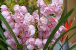 08022021_Victoria Park_Lunar New Year Flower Fair_Japan Orchid00010