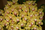 08022021_Victoria Park_Lunar New Year Flower Fair_Japan Orchid00011