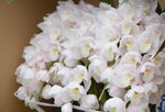 08022021_Victoria Park_Lunar New Year Flower Fair_Japan Orchid00012