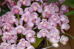 08022021_Victoria Park_Lunar New Year Flower Fair_Japan Orchid00013