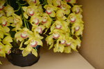 08022021_Victoria Park_Lunar New Year Flower Fair_Japan Orchid00014