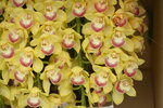 08022021_Victoria Park_Lunar New Year Flower Fair_Japan Orchid00016