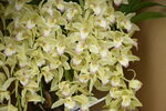 08022021_Victoria Park_Lunar New Year Flower Fair_Japan Orchid00017