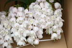 08022021_Victoria Park_Lunar New Year Flower Fair_Japan Orchid00018