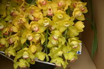 08022021_Victoria Park_Lunar New Year Flower Fair_Japan Orchid00019