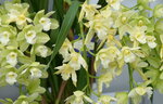 08022021_Victoria Park_Lunar New Year Flower Fair_Japan Orchid00021