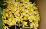08022021_Victoria Park_Lunar New Year Flower Fair_Japan Orchid00025