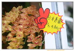 08022021_Victoria Park_Lunar New Year Flower Fair_Japan Orchid00028