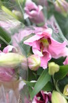 08022021_Victoria Park_Lunar New Year Flower Fair_Orchid00001