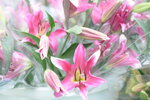 08022021_Victoria Park_Lunar New Year Flower Fair_Orchid00003