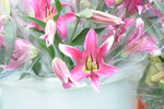 08022021_Victoria Park_Lunar New Year Flower Fair_Orchid00004