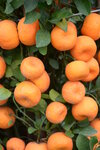 08022021_Victoria Park_Lunar New Year Flower Fair_Mandarin Orange00003