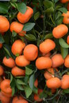 08022021_Victoria Park_Lunar New Year Flower Fair_Mandarin Orange00004