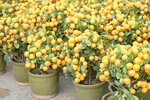 08022021_Victoria Park_Lunar New Year Flower Fair_Mandarin Orange00013