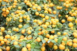 08022021_Victoria Park_Lunar New Year Flower Fair_Mandarin Orange00015