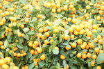08022021_Victoria Park_Lunar New Year Flower Fair_Mandarin Orange00016