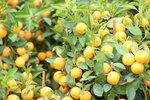 08022021_Victoria Park_Lunar New Year Flower Fair_Mandarin Orange00017