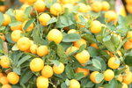 08022021_Victoria Park_Lunar New Year Flower Fair_Mandarin Orange00018