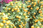 08022021_Victoria Park_Lunar New Year Flower Fair_Mandarin Orange00019