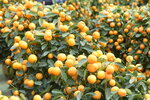 08022021_Victoria Park_Lunar New Year Flower Fair_Mandarin Orange00020