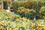 08022021_Victoria Park_Lunar New Year Flower Fair_Mandarin Orange00021