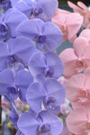 08022021_Victoria Park_Lunar New Year Flower Fair_Orchid00001