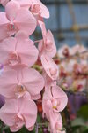08022021_Victoria Park_Lunar New Year Flower Fair_Orchid00002