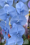 08022021_Victoria Park_Lunar New Year Flower Fair_Orchid00003
