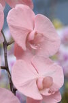 08022021_Victoria Park_Lunar New Year Flower Fair_Orchid00007