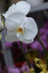 08022021_Victoria Park_Lunar New Year Flower Fair_Orchid00008