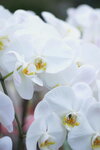 08022021_Victoria Park_Lunar New Year Flower Fair_Orchid00009