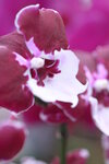 08022021_Victoria Park_Lunar New Year Flower Fair_Orchid00010