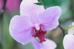 08022021_Victoria Park_Lunar New Year Flower Fair_Orchid00011