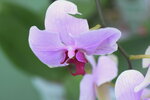 08022021_Victoria Park_Lunar New Year Flower Fair_Orchid00012