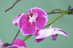 08022021_Victoria Park_Lunar New Year Flower Fair_Orchid00013