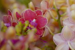 08022021_Victoria Park_Lunar New Year Flower Fair_Orchid00014