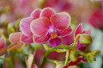 08022021_Victoria Park_Lunar New Year Flower Fair_Orchid00016
