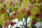 08022021_Victoria Park_Lunar New Year Flower Fair_Orchid00017