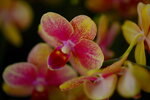 08022021_Victoria Park_Lunar New Year Flower Fair_Orchid00019