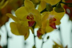 08022021_Victoria Park_Lunar New Year Flower Fair_Orchid00024