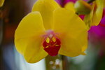 08022021_Victoria Park_Lunar New Year Flower Fair_Orchid00027