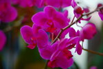 08022021_Victoria Park_Lunar New Year Flower Fair_Orchid00029
