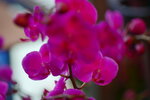 08022021_Victoria Park_Lunar New Year Flower Fair_Orchid00030