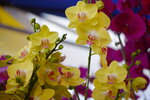 08022021_Victoria Park_Lunar New Year Flower Fair_Orchid00031