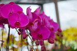 08022021_Victoria Park_Lunar New Year Flower Fair_Orchid00033