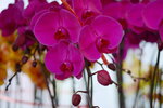 08022021_Victoria Park_Lunar New Year Flower Fair_Orchid00034