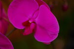 08022021_Victoria Park_Lunar New Year Flower Fair_Orchid00035